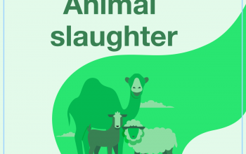 Animal slaughter
