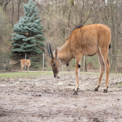 Animals Slaughtered by Unbelievers