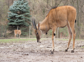 Animals Slaughtered by Unbelievers