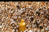Why Do Muslims Perform Pilgrimage (Hajj)